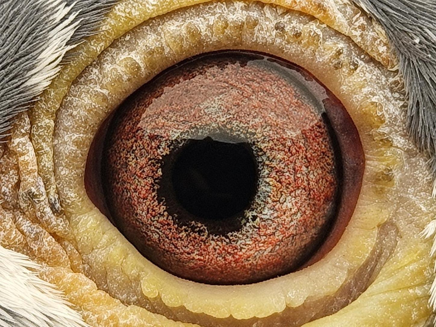 Pigeon eye